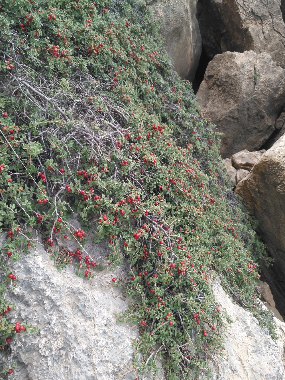 آلبالو وحشی - معرفی گیاهان بومی ایران